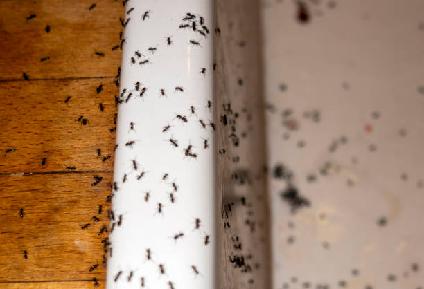 Best Emergency Pest Control  in Stallings, NC