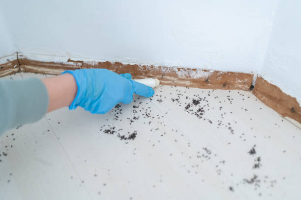 Flea Control Services in Stallings, NC